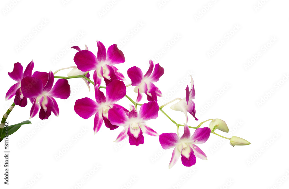 Pink petals of Dendrobium orchid blooming isolated, white background with clipping path Pink petals of Dendrobium orchid blooming isolated, white background with clipping path