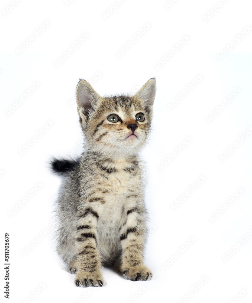 Obraz premium Gray striped Kitten on a white background, Small predator,