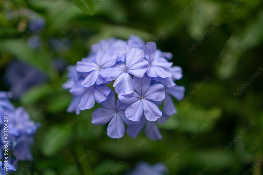 bunches of blue tiny petals of Cape leadwort blooming on greenery leaves and blurry background, know as white plumbago or sky flower bunches of blue tiny petals of Cape leadwort blooming on greenery leaves and blurry background, know as white plumbago or sky flower