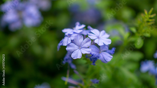bunches of blue tiny petals of Cape leadwort blooming on greenery leaves and blurry background, know as white plumbago or sky flower