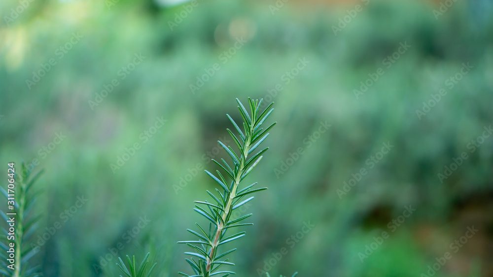 Rosemary fragrant herbal is edible woody perennial plant with greenery needle-like leaves in traditional English cottage backyard planting Sensory organic garden Rosemary fragrant herbal is edible woody perennial plant with greenery needle-like leaves in traditional English cottage backyard planting Sensory organic garden