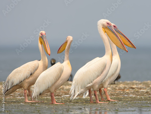 Group of white pelicans close up. © VOLODYMYR KUCHERENKO