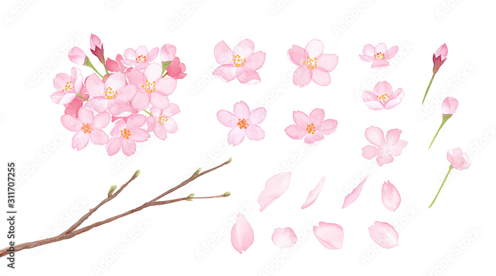春の花 さくらの要素のセット 水彩イラスト Stock Illustration Adobe Stock