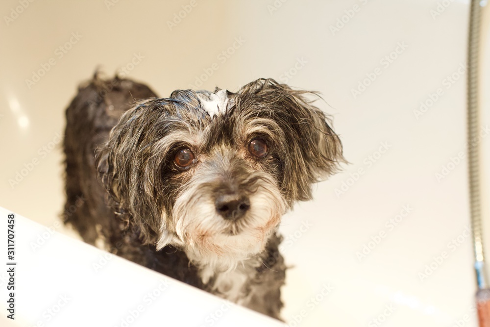 How Often Can You Give A Maltipoo A Bath