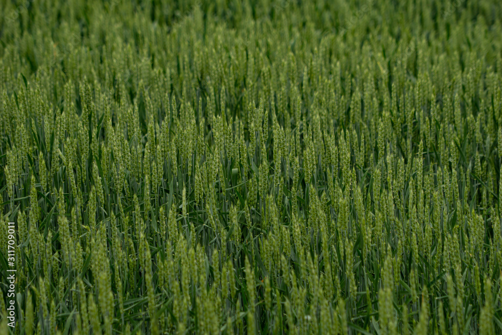 Background of fresh raw barley corp waiting for harvest at the country farm of Biei Town, Hokkaido, Japan. Background of fresh raw barley corp waiting for harvest at the country farm of Biei Town, Hokkaido, Japan.