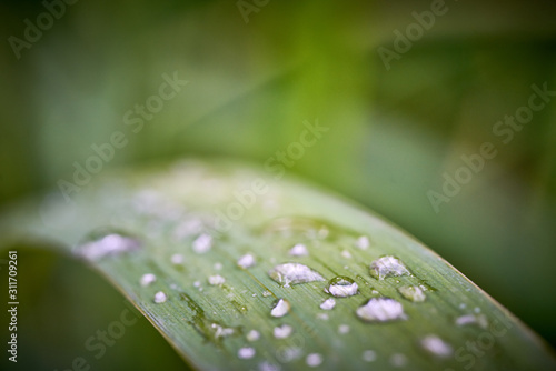 Dew drops