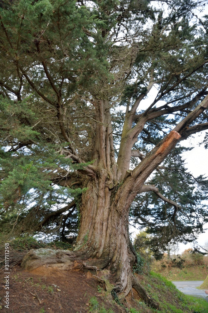 Big pine tree in the country. Brittany France
