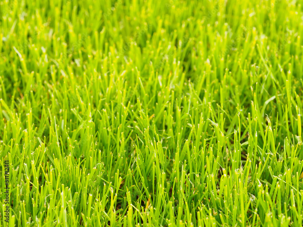 Background of green grass with soft focus