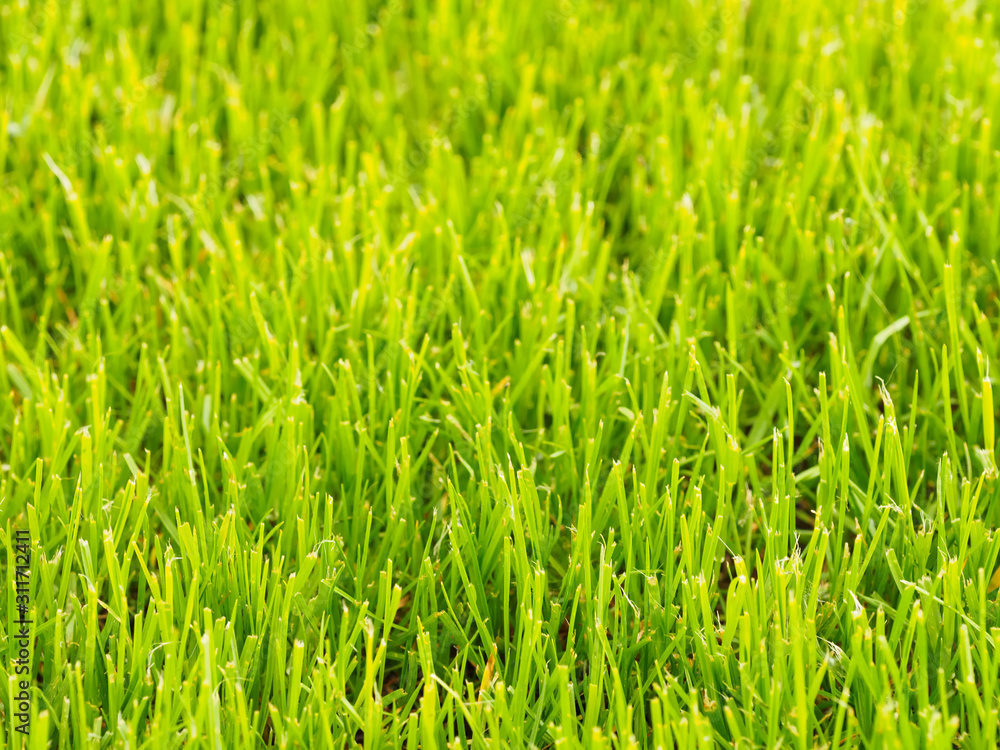 Obraz premium Background of green grass with soft focus