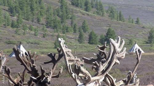 Mongolia. Darkhat basin. The camp of reindeer herders. Deer. photo