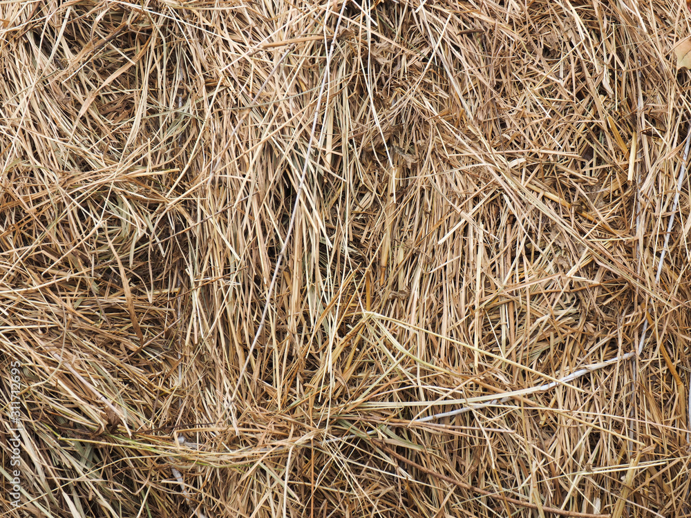 Stack dried grass background, close up Caucasus Stack dried grass background, close up Caucasus