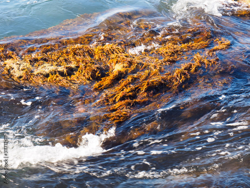 Yellow and red algae under the sea waves. Tuapse, Black Sea, Caucasus