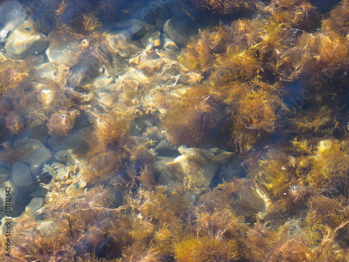 Algae and stone under the sea water. Tuapse, Black Sea, Caucasus © zah108