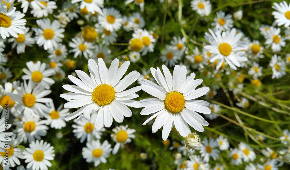 Beautiful daisies in a summer field Beautiful daisies in a summer field
