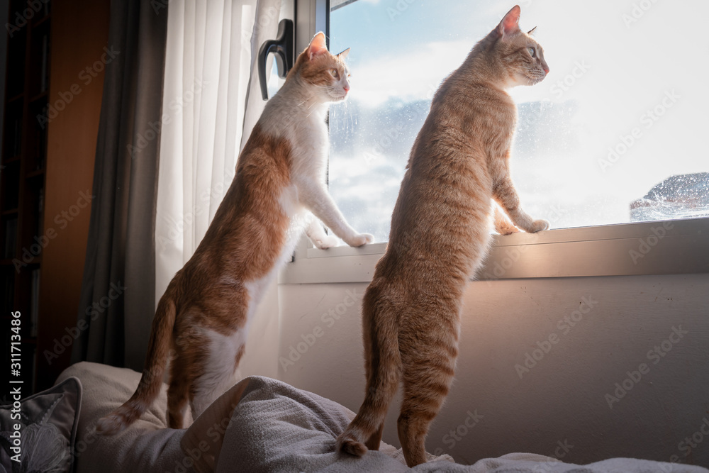 dos gatos curiosos miran por la ventana foto de Stock | Adobe Stock