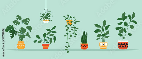 Set of house plants in pots.  Vector flat style illustration