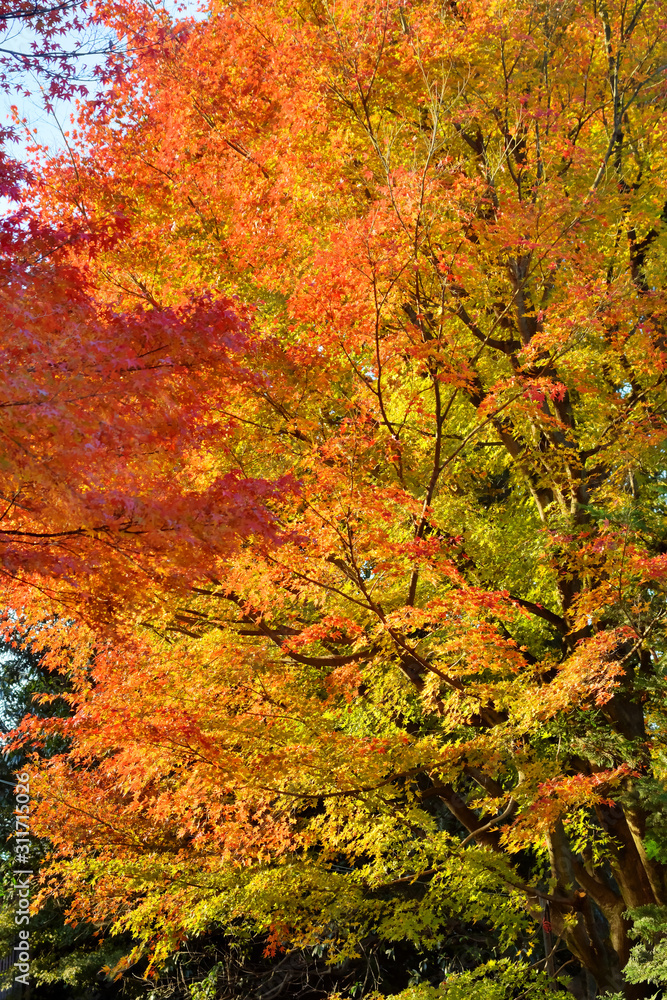 東山の紅葉 東山の紅葉