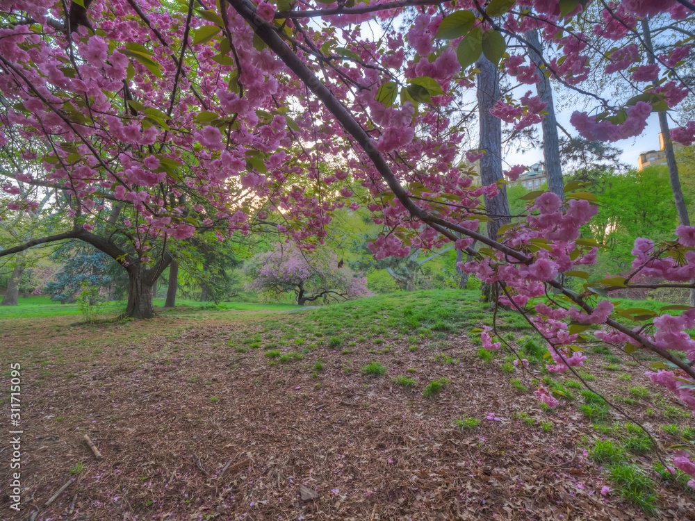 Japanese cherry tree in spring Japanese cherry tree in spring