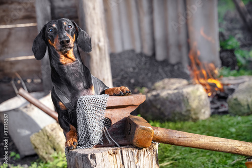 Cute black and tan dachshund blacksmith in working process of craftmaking metal chain mail. Outdoors, smith equipment, working overall. Humor concept.