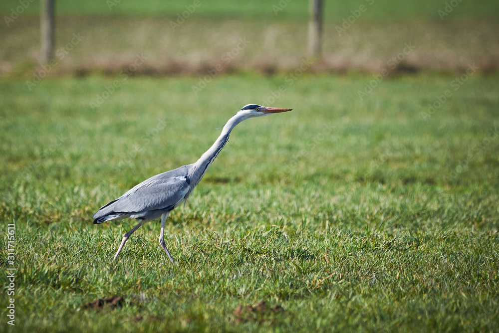 Closeup of a Grey Heron hunting in a Meadow ( Ardea Cinerea ) Closeup of a Grey Heron hunting in a Meadow ( Ardea Cinerea )