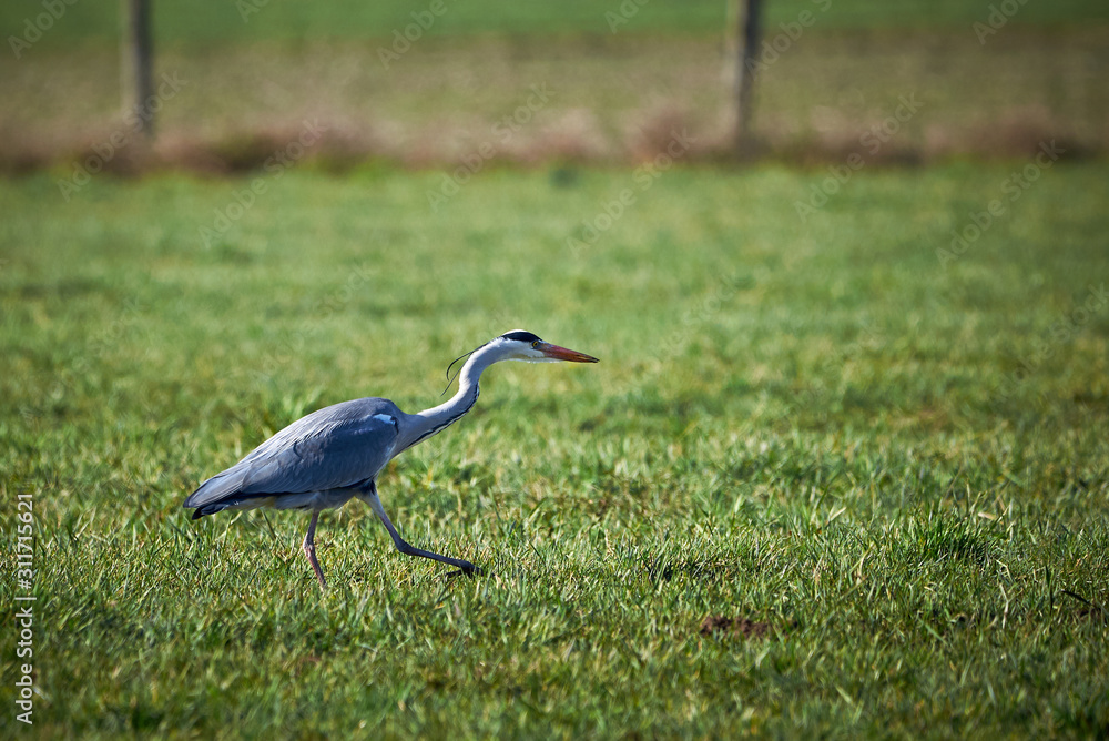 Closeup of a Grey Heron hunting in a Meadow ( Ardea Cinerea ) Closeup of a Grey Heron hunting in a Meadow ( Ardea Cinerea )