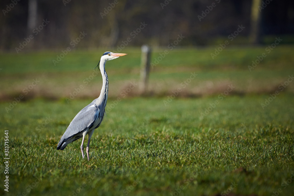 Closeup of a Grey Heron in a Meadow ( Ardea Cinerea ) Closeup of a Grey Heron in a Meadow ( Ardea Cinerea )