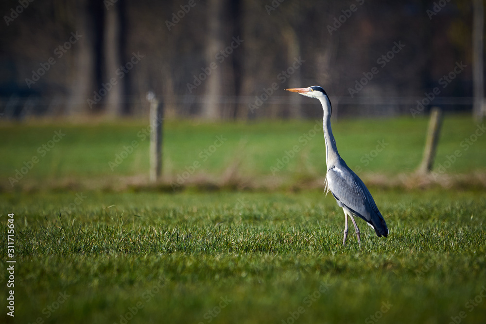 Fototapeta premium Grey Heron in a Meadow ( Ardea Cinerea )