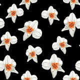 Elegance Seamless pattern with flowers narcissus on spring background. Black backdrop.