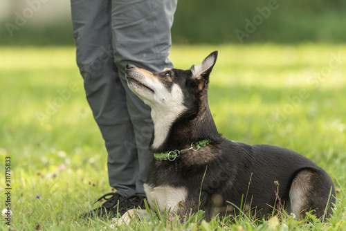 Dog owner trains with his cute Kelpie dog. Working together on the dog place.