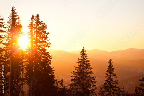 Pine tree crowns over hills and valley background with bright golden sunset above