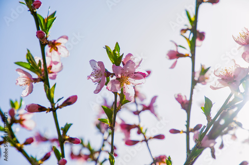 pink flowers on a white background © TVIT
