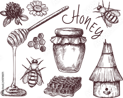 vector honey elements set. hand drawn honey jar, spoon, stick, cells, camomile. ink sketch of organic nature products