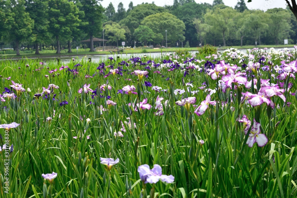 東京水元公園 6月の花菖蒲園