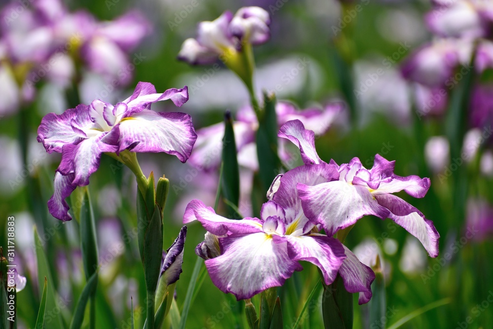 花菖蒲 紫の花アップ