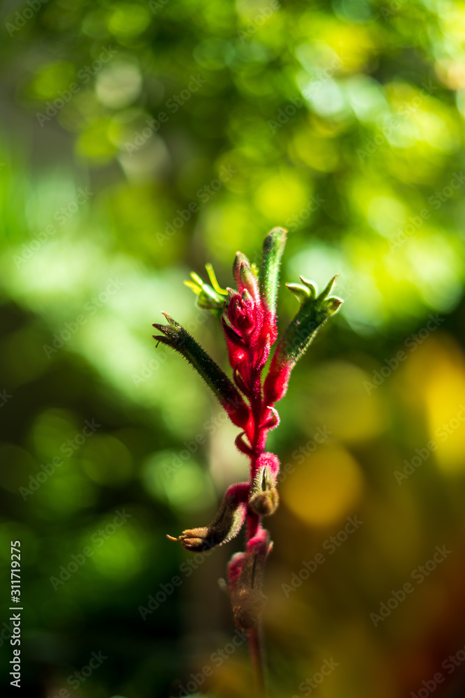 Kangaroo Paw with out of focus background Kangaroo Paw with out of focus background