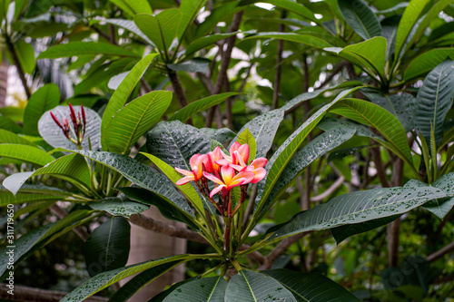 Exotic flowers plumeria and big green leaves with rain drops. Pink flowers with yellow middle in the garden in Indonesia, beautiful tropical nature