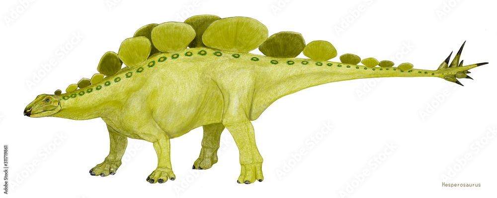恐竜 ヘスペロサウルス ステゴサウルス科。ジュラ紀後期の北米の地層から発見された剣竜類。一列に並んだ背中の骨板はステゴサウルスよりもかなり丸い