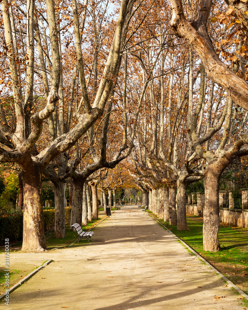 Naklejka premium Beautiful landscape of autumn park. Pathway with fallen leaves.