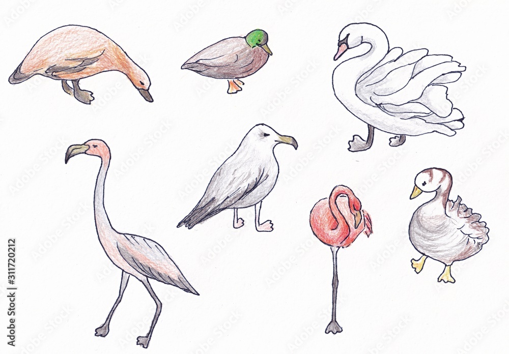 Obraz premium A set of birds. Color illustration on a white background.