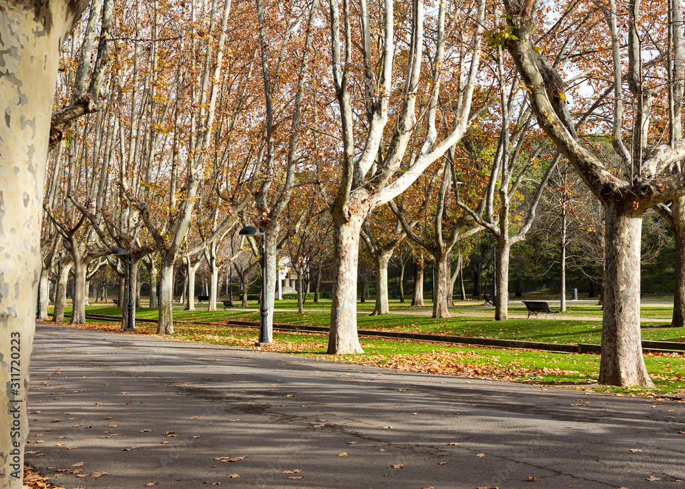 Beautiful landscape of autumn park. Pathway with fallen leaves. Beautiful landscape of autumn park. Pathway with fallen leaves.