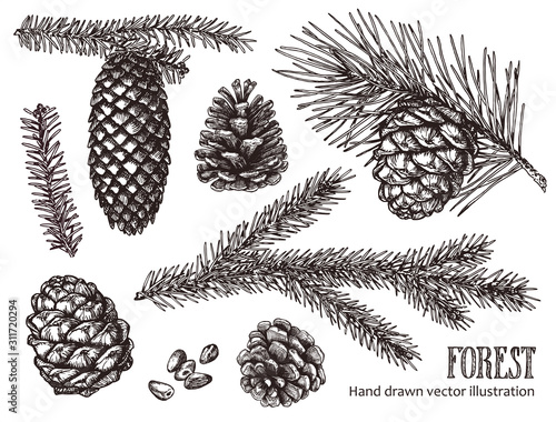 Hand drawn design vector elements. Forest collection of coniferous branches and pine cones isolated on white background.