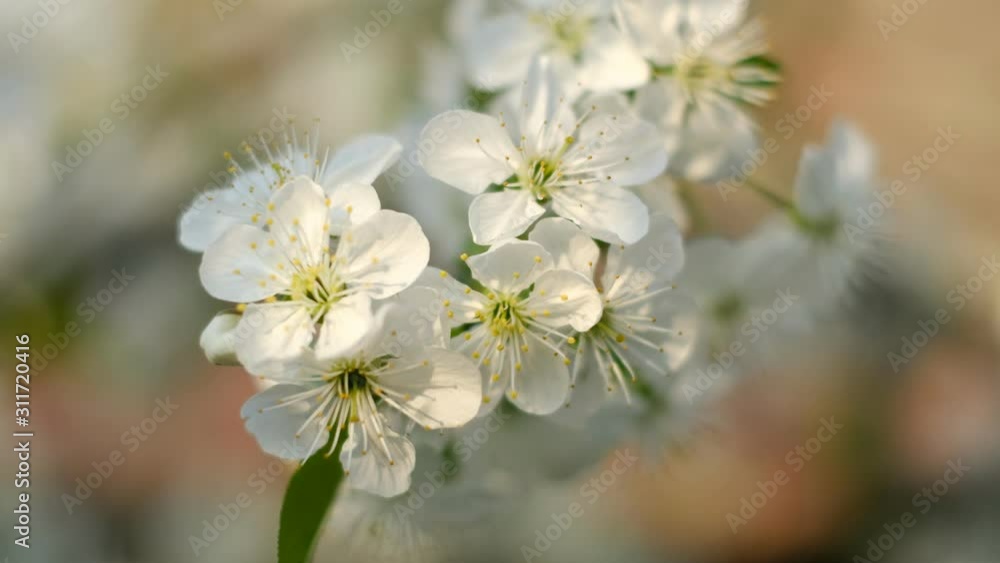 Spring cherry blossoms Spring cherry blossoms