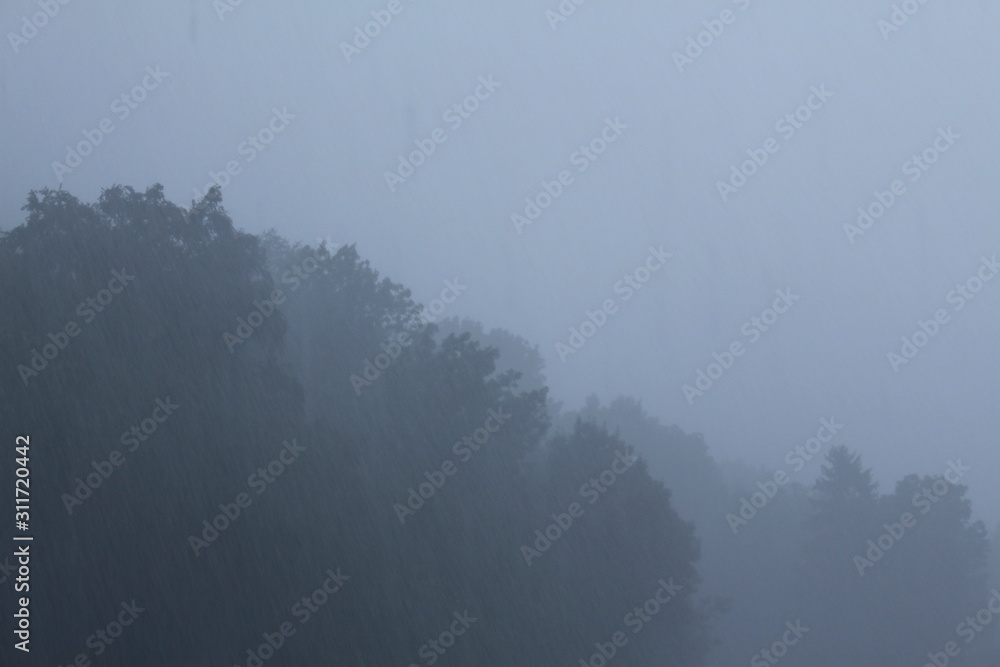 Naklejka premium Foggy forest with rainy weather in Bregenz, Austria.