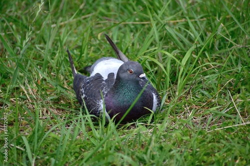 草むらに座るカワラバト photo