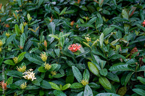 Beautiful red flowers on bush with green foliage in tropical climate  botanical concept exotic plants