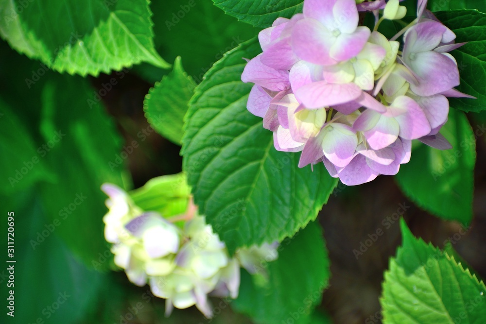6月アジサイ 薄ピンクの花アップ 6月アジサイ 薄ピンクの花アップ