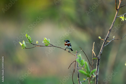 A chinspot batis photo