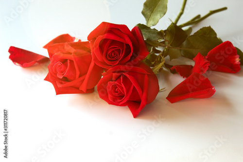 red rose isolated on white background , vaientine day photo