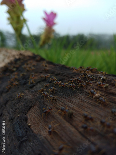 Termites are walking on the timber with krachiew flowers and grass background