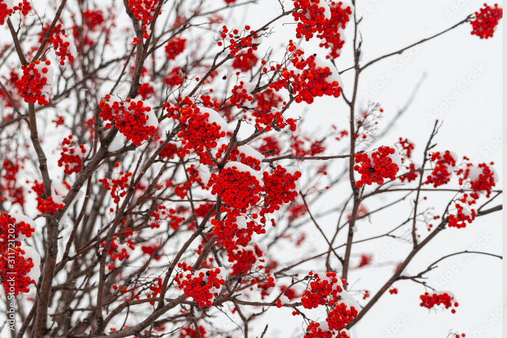 Bunches of red Sorbus aucuparia in winter. Bunches of red Sorbus aucuparia in winter.